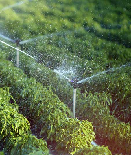 True Vine Landscape Management, Inc. Irrigation System Repair