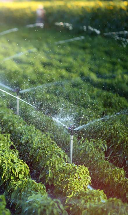 True Vine Landscape Management, Inc. Irrigation System Repair